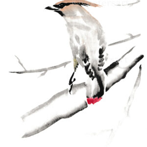 Cedar Waxwing