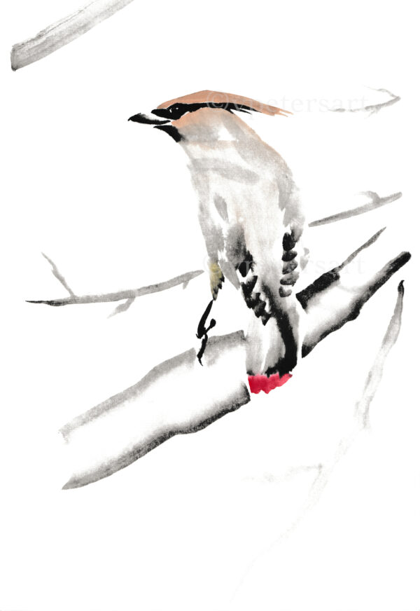 Cedar Waxwing