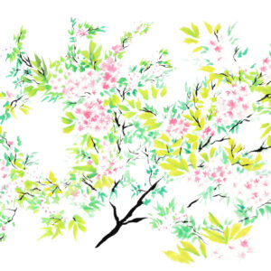 Cherry Blossoms