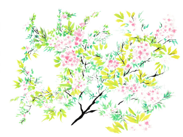 Cherry Blossoms