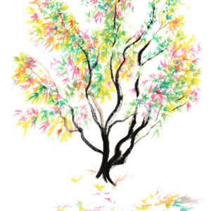 Japanese Maple 2
