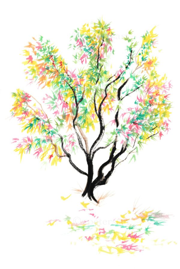 Japanese Maple 2