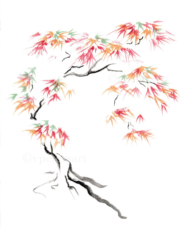 Japanese Maple