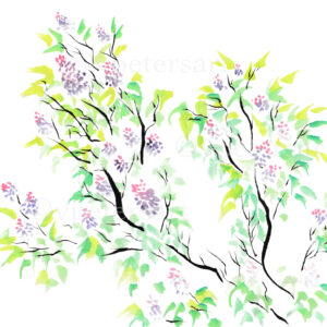 Lilacs
