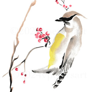 Cedar Waxwing with Berries