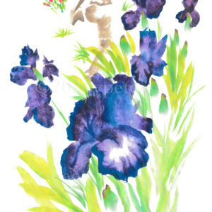 Iris